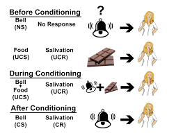 A Simple Explanation Of Respondent Conditioning The Dogsmith