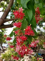 Tropical plant with red flowers. Plant Id Forum Bright Red Flowers On Tropical Tree Garden Org
