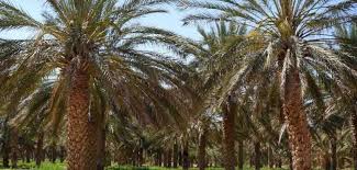 It has a trunk and leaves. Dubai And Uae Pioneers In Cultivation Of Date Palm Trees
