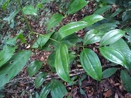 Image result for Warneckea cordiformis