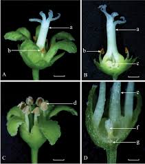 Check spelling or type a new query. Emerging Invasion Threat Of The Liana Celastrus Orbiculatus Celastraceae In Europe