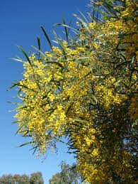 Akazien die „falsche akazie (robinia pseudacacia), siehe: Akazie Acacia Pflege Vermehrung Majas Pflanzenwelt