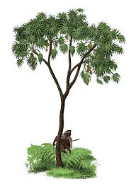 Image result for Hyphaene