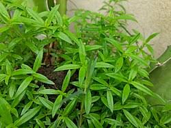 Image result for Oldenlandia angolensis