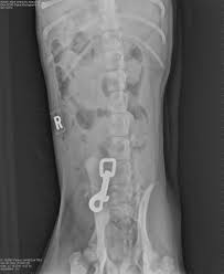 Gsvs Pet Hospital Home Facebook