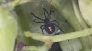 The false widow spiders that have been blamed for a spate of bites in the uk are steatoda nobilis, which arrived in the country from madeira and the you are unlikely to encounter the false widow spider if you live in the north of the country, with the furthest recent sighting being in east anglia. Here S Why You Shouldn T Worry To Find A Spider In Your Fruit Or Vegetables Cooking Light