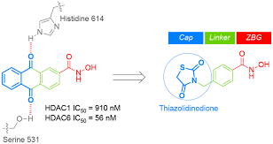 Ijms Free Full Text Development Of Thiazolidinedione Based Hdac6 Inhibitors To Overcome Methamphetamine Addiction Html