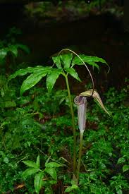 Image result for Arisaema mildbraedii