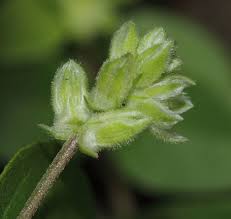 Image result for Psilotrichum