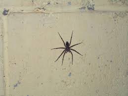 This is why basement insect control is crucial. I Saw This Spider In A Basement In Upper Saddle River Notice The Size Of The Spider Compared To The Cinder B Types Of Spiders Upper Saddle River Saddle River