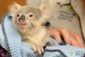 Photo Uploader For Pinterest Koala Baby Koala Cuddly Animals