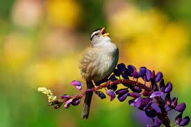 The Pandemic Shutdown in San Francisco Had Sparrows Singing Sexier Tunes |  Science | Smithsonian Magazine