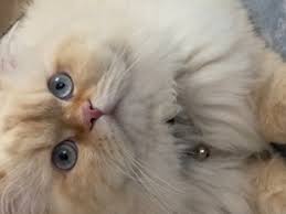Red Point Himalayan