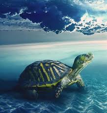 Turtle Symbolism Meaning Turtle Spirit Animal Sea Turtles Uniguide Turtle Spirit Animal Turtle Symbolism Animal Spirit Guides