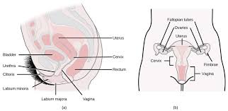 / note, that if a named element is not owne. Female Reproductive Anatomy Biology For Majors Ii