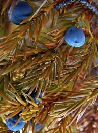 Image result for Cupressaceae