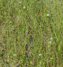 Image result for Monsonia senegalensis