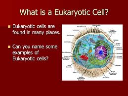 Maybe you would like to learn more about one of these? Eukaryotic Cells Their Functions And Roles What Is A Eukaryotic Cell Eukaryotic Cells Are Found In Many Places Eukaryotic Cells Are Found In Many Places Ppt Download