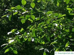 Image result for alder leaves