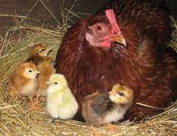 Microferma De Subzistenta Pasari Animale Gradinarit Totul Despre Obtinerea Puilor De Gaina In Gospodarie