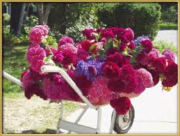 Harvesting Celosia Cockscomb Everlastings By Diana Dried Floral Designs Dad Gave Me Some Seeds To Plant Next Year Flowers Dried Flowers Flower Garden