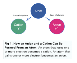 Inorganic Compounds Essential To Human Functioning | Anatomy And Physiology  I