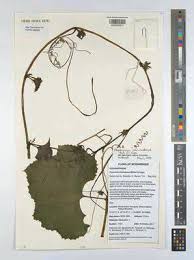 Image result for Peponium