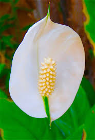 Lilies (such as peace lily, calla lily, easter lily and tiger lily) are highly toxic and potentially fatal to cats. Deadly Beauty Peace Lily Flower Of The Day April 29 2016 Lifelessons A Blog By Judy Dykstra Brown