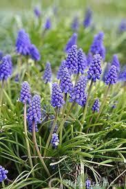 Blue Bell Flowers Blue Bell Flowers Bluebells Indoor Flowering Plants