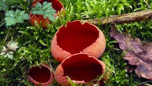 People have eaten it after mistaking it for chanterelle (cantharellus cibarius) and magic mushroom (psilocybe species). Fungi Naturescot