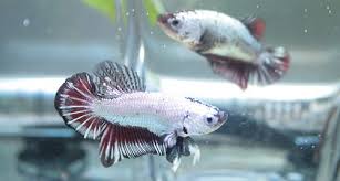 We understand that your pet is more than just a pet. Betta Fish Betta Fish Betta Fish Pet