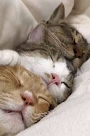 The Sweetest Sleeping Trio Video Sevimli Kedi Yavrulari Sevimli Kediler Sevimli Hayvan Yavrulari