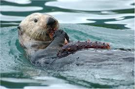 Ponds, lakes, rivers, lagoons, and right into the ocean whenever they want. Frontiers Future Directions In Sea Otter Research And Management Marine Science