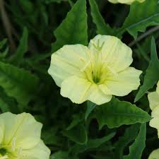 Image result for Ipomoea oenotherae