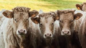 Des voleurs de bétail agissent de nuit et chargent les vaches dans des poids lourds