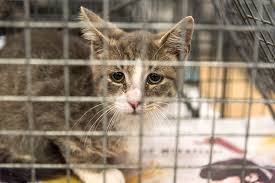 It immediately stabilizes the size of the colony by eliminating new litters. Feral And Community Cats Aspcapro
