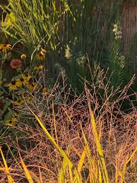 Image result for Eragrostis aurorae