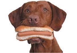 Dog milk has a different blend of protein, fat, carbohydrates, vitamins and minerals compared to milk from warm the bottle by placing it in a cup of hot water until the milk reaches body temperature. Can Dogs Eat Hot Dogs Is Hot Dogs Safe For Dogs