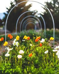 Transplant outdoors following the last frost. Iceland Poppies Sierra Flower Farm