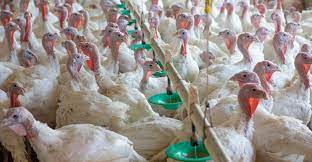 Minnesota: Longtime top turkey producer in the U.S.