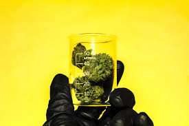 Please read the marijuana handler permit application instructions listed below for more detailed information on how to apply, office hours and locations, document submission and card issuance. How To Get A Marijuana Worker S Permit Leafbuyer