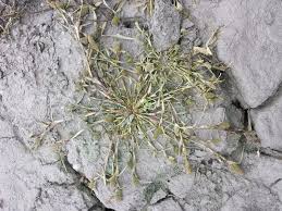 Image result for Crypsis schoenoides