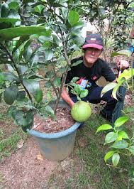 Fruit trees in containers are a long term investment. Grow Fruit Trees In Containers Franchise Business And Entrepreneur