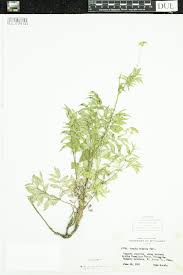 Image result for Cussonia zimmermannii