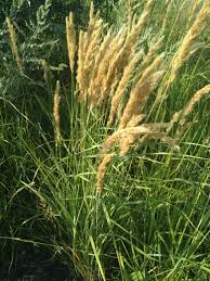 Image result for Tragus koelerioides