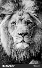 Black And White Lion Picture Lion Head Closeup Black And White Stock Photo 452105962 Shutterstock Lion Lion Head Black And White