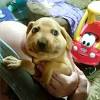 Your dog likely eats some gross things they find outside. 1