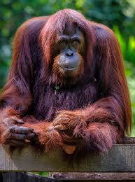 Bukit merah orang utan island foundation website. Visit An Orangutan Sanctuary Vikingcruises Southeast Asia Orangutan Orangutan Sanctuary