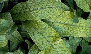 Check spelling or type a new query. Crocodile Fern Care Everything You Need To Know Osera
