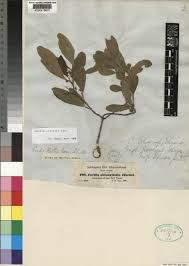 Image result for Cordia sinensis